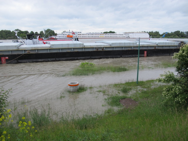 Treppelweg zwischen Floridsdorfer Br&uuml;cke und Nordbahnbr&uuml;cke (4. Juni)