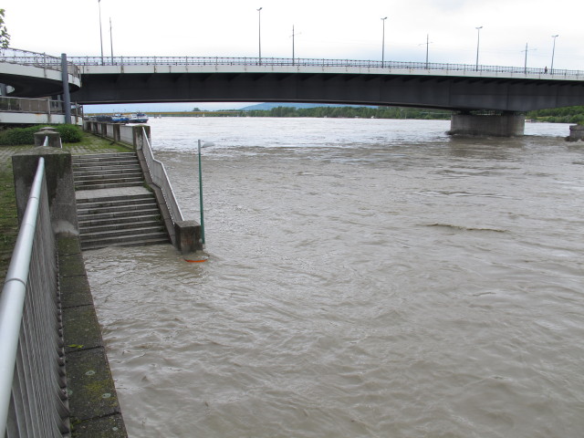 Treppelweg bei der Floridsdorfer Brücke (4. Juni)