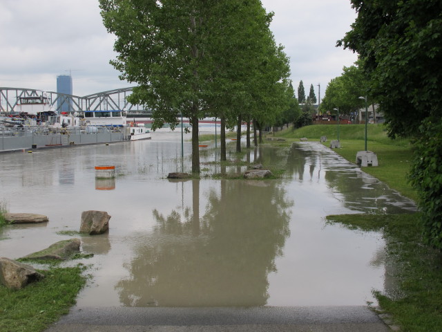 Treppelweg zwischen Floridsdorfer Br&uuml;cke und Nordbahnbr&uuml;cke (5. Juni)