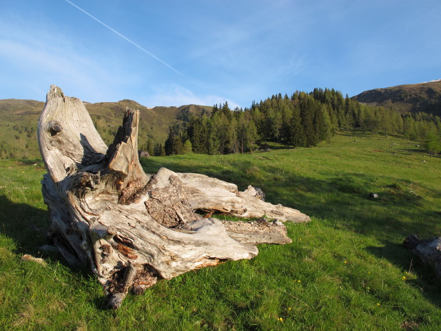 zwischen Thomannbauerhütte und Rabenkofel (9. Juni)
