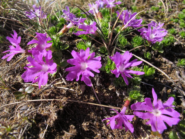 zwischen Stileck und Langnock (9. Juni)
