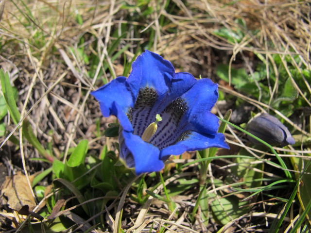 zwischen Langnock und Lamprechth&uuml;tte (9. Juni)