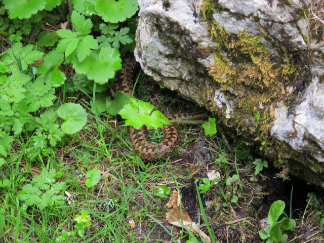 neben Weg 454 zwischen Saurigg und Gr&uuml;nleitn (15. Juni)