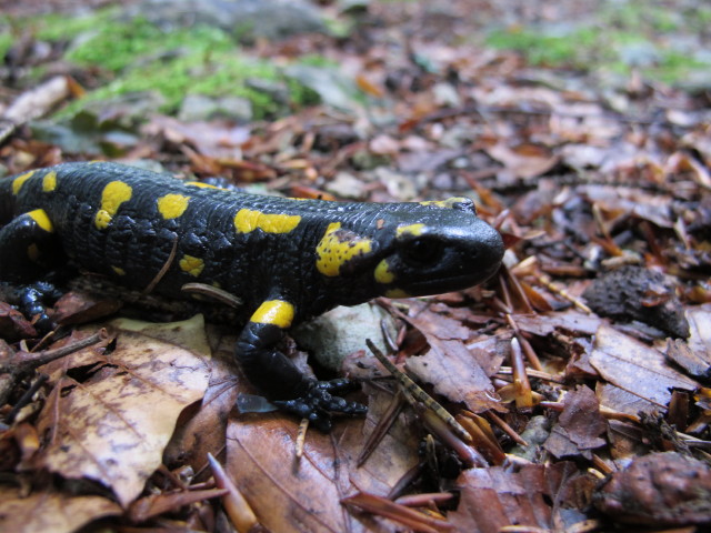 Weg P3 zwischen Talstation der Petzen-Kabinenbahn und Unterer Krischa
