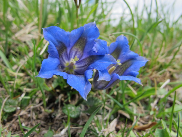 Feistritzer Spitze, 2.113 m