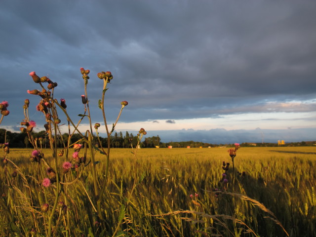 zwischen S&uuml;&szlig;enbrunn und Neus&uuml;&szlig;enbrunn (26. Juni)