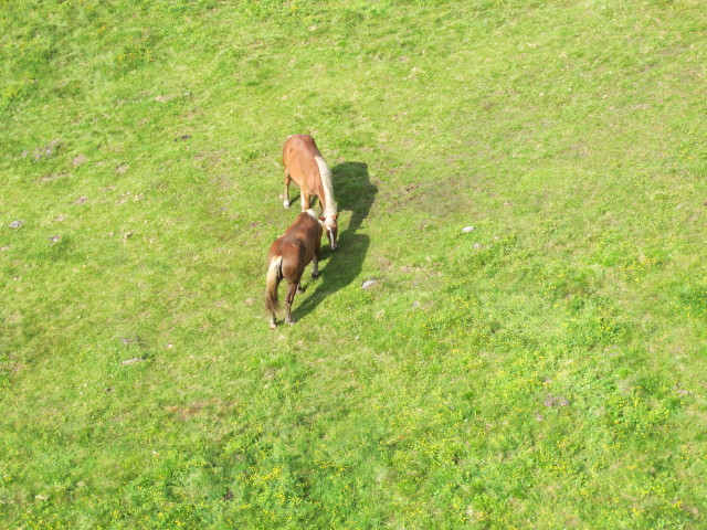unter der Sesselbahn Steinermandl (13. Juli)