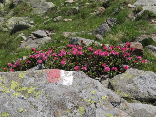 neben Weg 914 zwischen Gartl und Abzweigung zur Gl&ouml;dis (14. Juli)