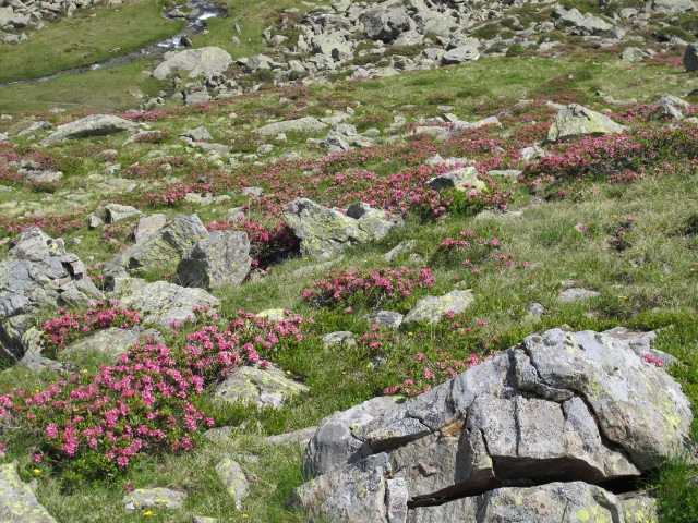 neben Weg 914 zwischen Gartl und Abzweigung zur Gl&ouml;dis (14. Juli)
