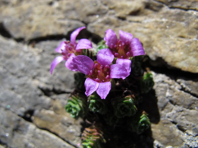 zwischen Bauernbrachkopf und Hirzbacht&ouml;rl (22. Juli)