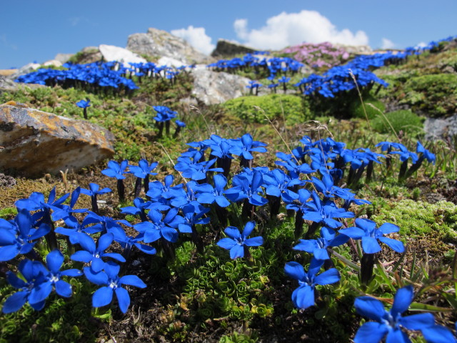 neben dem Klagenfurter Jubil&auml;umsweg zwischen Herbertturm und Hinterem Modereck (28. Juli)