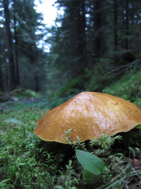 zwischen Dorfer Alm und Dorfer H&uuml;tten (8. Sept.)