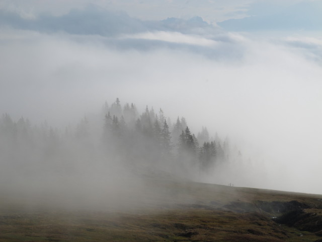 zwischen Tiergartenalm und Sunnh&uuml;tte (28. Sept.)