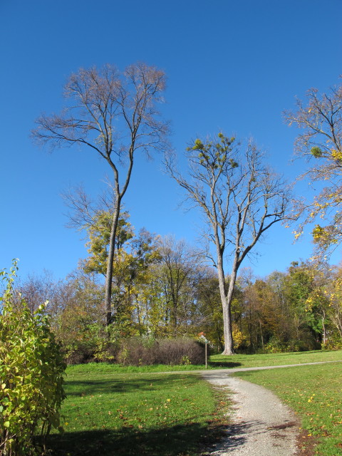 Schlosspark Esterh&aacute;zy