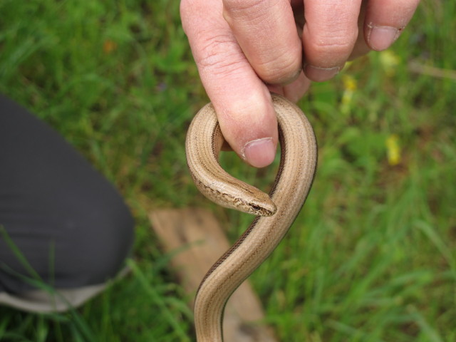 zwischen Gasthof Almfrieden und Hohe-Wand-Stra&szlig;e