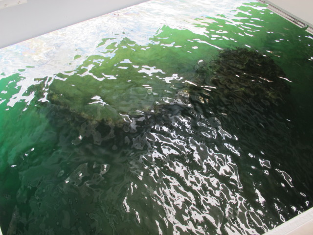 USS Arizona Memorial (22. Mai)