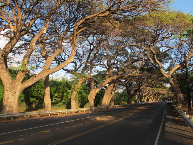 zwischen Lahaina und Maalaea (19. Mai)