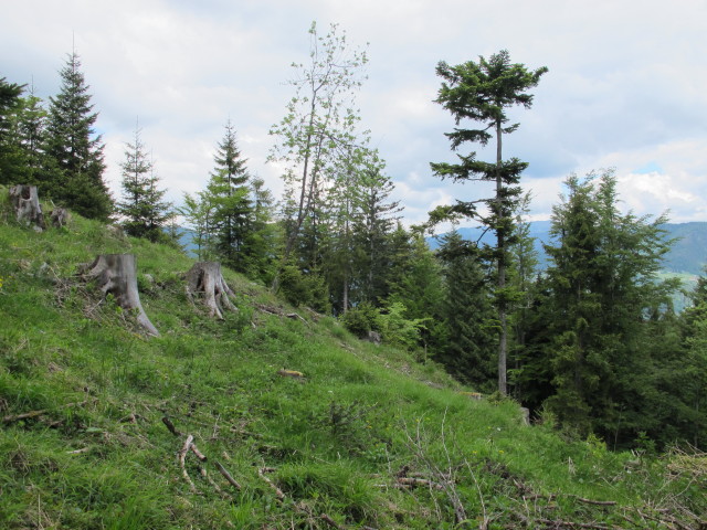 zwischen Heum&ouml;seralm und Vold&ouml;ppberg