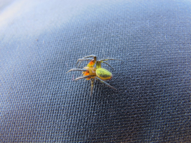 Schermberg, 2.396 m (8. Juni)