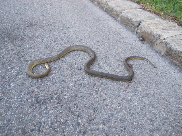 Bettelheimstraße in Süßenbrunn (15. Juli)