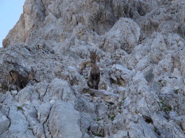 Weg 441 zwischen Wimbachgriesh&uuml;tte und Sch&ouml;nfeldspitze (2. Aug.)