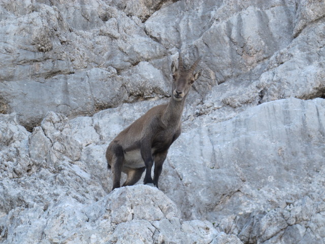 neben Weg 441 zwischen Wimbachgriesh&uuml;tte und Sch&ouml;nfeldspitze (2. Aug.)