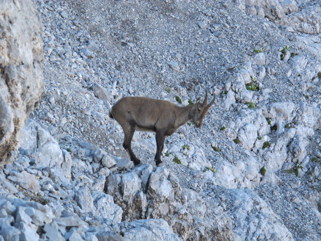 neben Weg 441 zwischen Wimbachgriesh&uuml;tte und Sch&ouml;nfeldspitze (2. Aug.)
