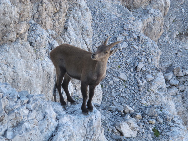 neben Weg 441 zwischen Wimbachgriesh&uuml;tte und Sch&ouml;nfeldspitze (2. Aug.)