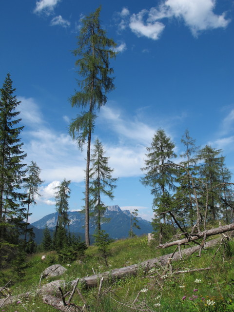 neben Weg 441 zwischen Mitterkaser-Diensth&uuml;tte und Stubenalm (2. Aug.)