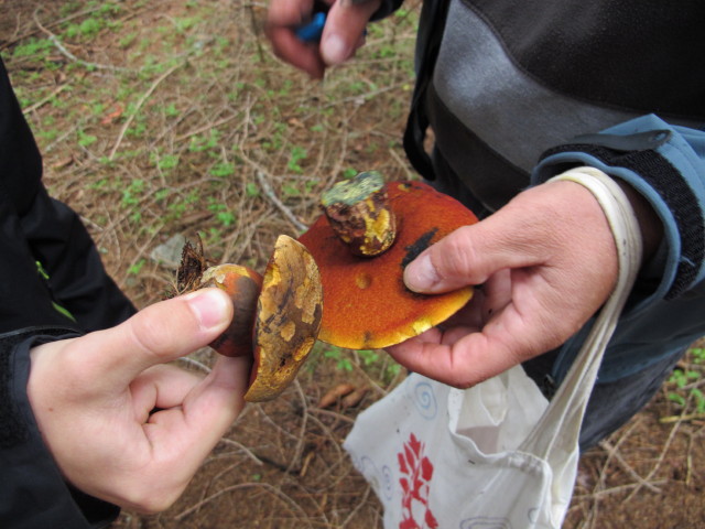 zwischen M&ouml;nichkirchner Schwaig und Kogel