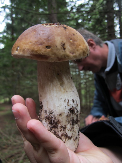 zwischen M&ouml;nichkirchner Schwaig und Kogel