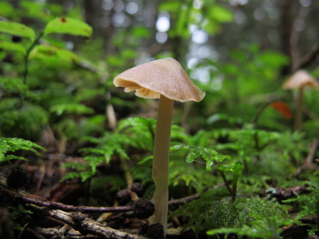 zwischen M&ouml;nichkirchner Schwaig und Kogel