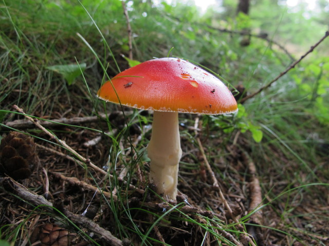 zwischen M&ouml;nichkirchner Schwaig und Kogel