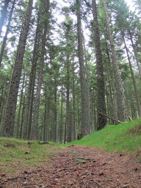 zwischen M&ouml;nichkirchner Schwaig und Kogel