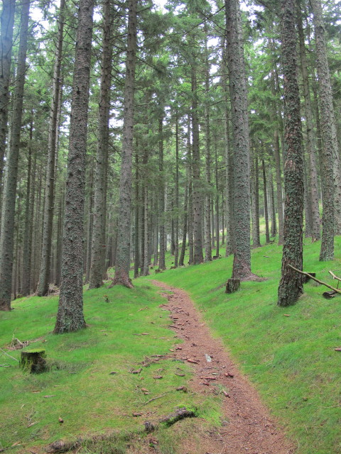 zwischen M&ouml;nichkirchner Schwaig und Kogel