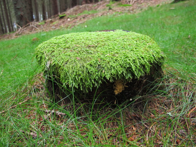 zwischen M&ouml;nichkirchner Schwaig und Kogel