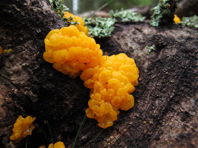 zwischen M&ouml;nichkirchner Schwaig und Kogel