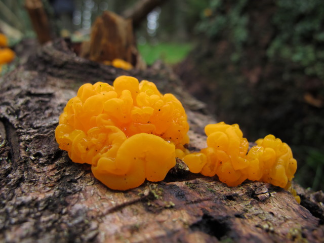 zwischen M&ouml;nichkirchner Schwaig und Kogel