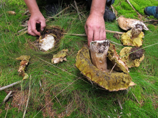 zwischen Kogel und M&ouml;nichkirchner Schwaig