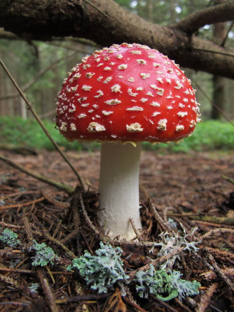 zwischen Kogel und Mönichkirchner Schwaig