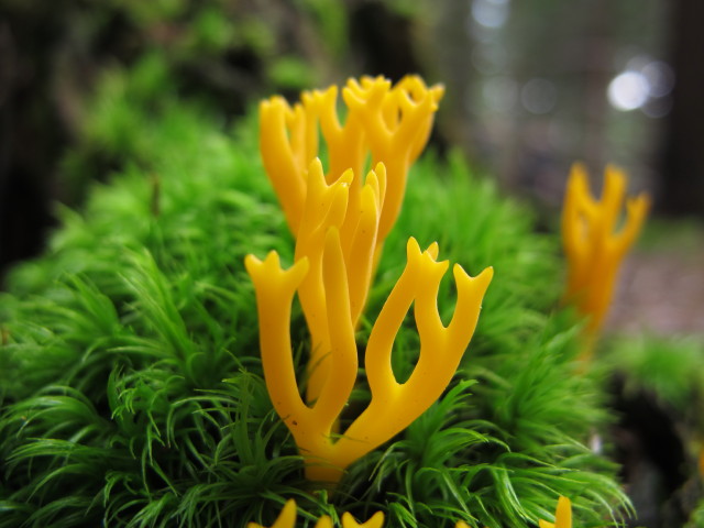 zwischen Kogel und M&ouml;nichkirchner Schwaig