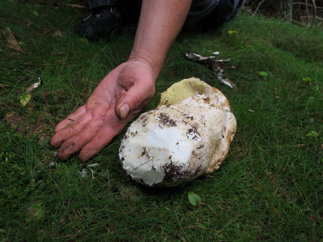 zwischen Kogel und M&ouml;nichkirchner Schwaig