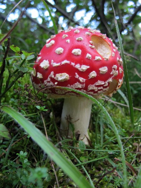 zwischen Ro&szlig;eck und Weg 505 (29. Aug.)