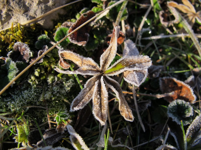 neben Weg 618 zwischen Guttenberghaus und Jubil&auml;ums-Klettersteig (4. Okt.)