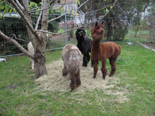 Alpakas