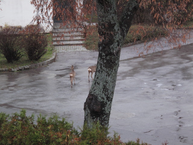 S&uuml;&szlig;enbrunner Platz