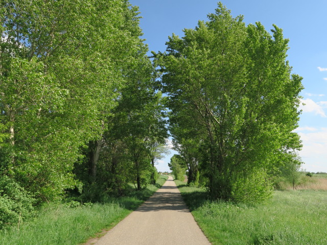 zwischen Bruck an der Leitha und Heidwiese