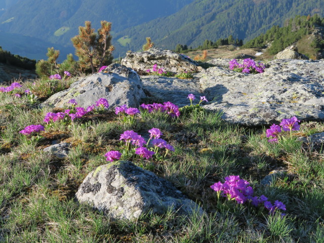 neben Weg 2 zwischen Saltner Hütte und Weg 5 (17. Mai)