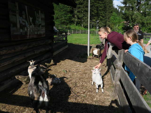 Streichelzoo (30. Mai)