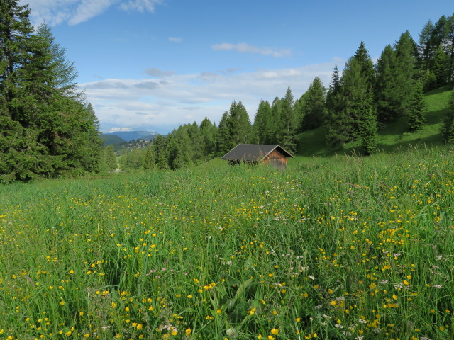 neben Weg 1A zwischen Karerpass und Drei Schupfen (20. Juni)
